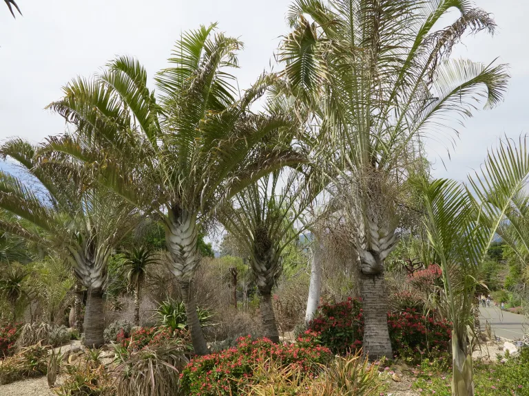 Dypsis Decaryi