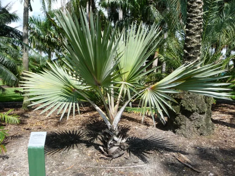 Latania loddigesii