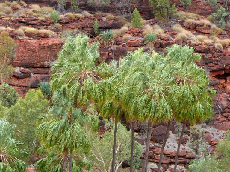 Livistona mariae