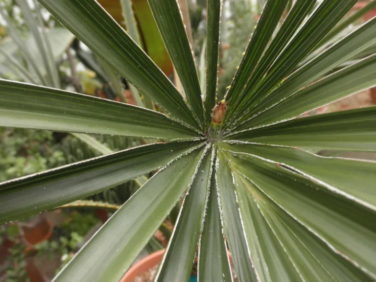 Livistona mariae
