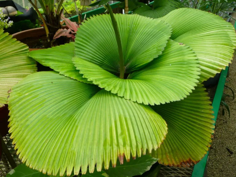 Licuala grandis