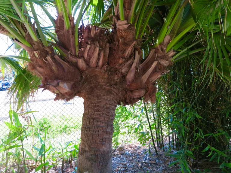 Livistona chinensis