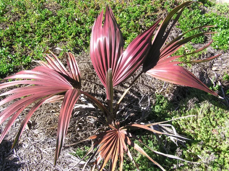 Livistona mariae