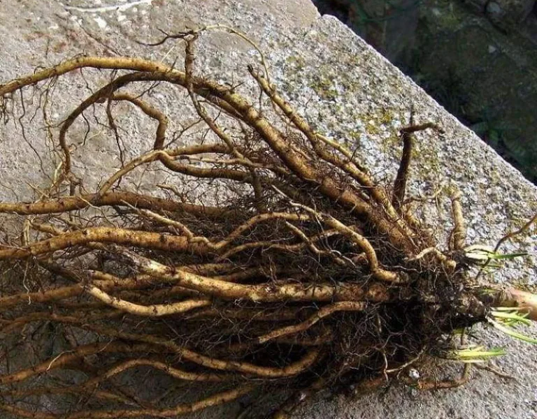 Корни Алтея лекарственного