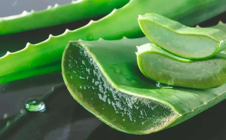Aloe arborescens