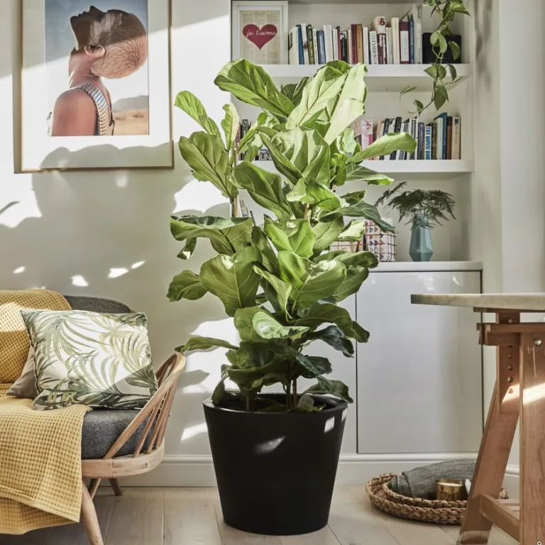Ficus
