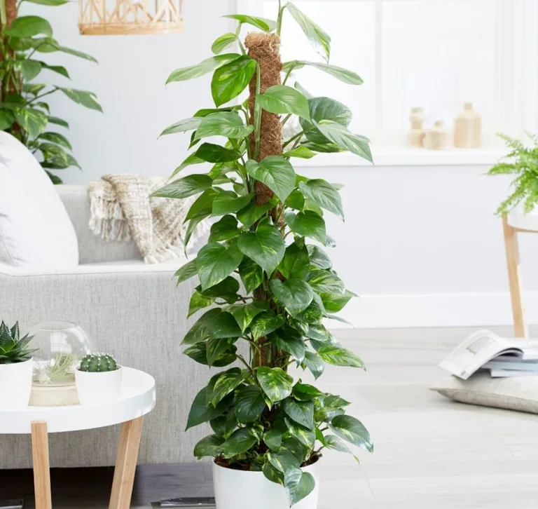 Epipremnum aureum
