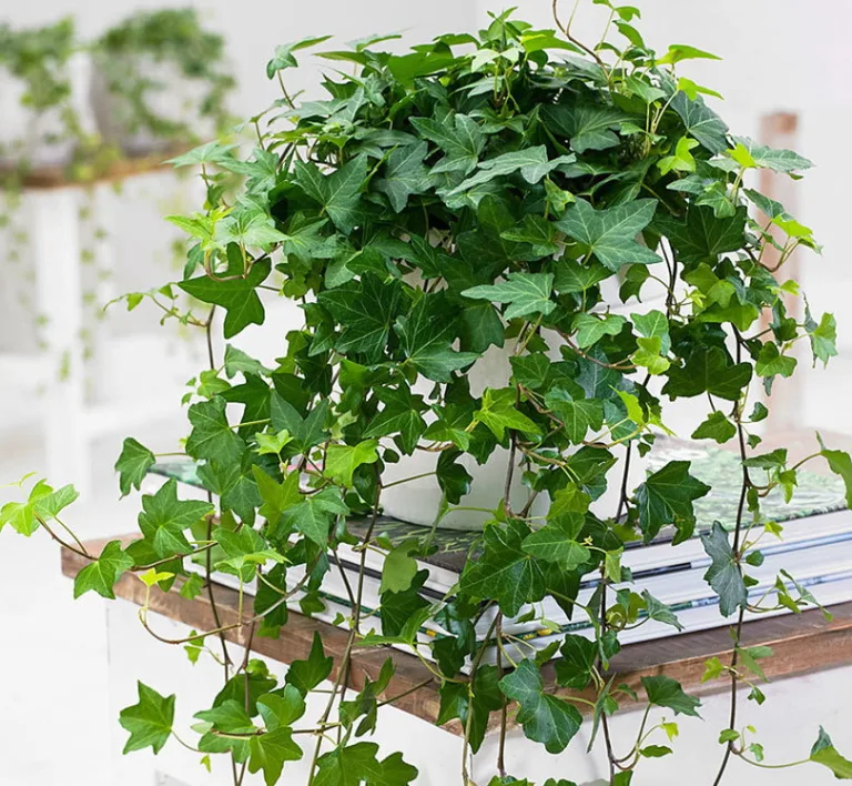 Hedera
