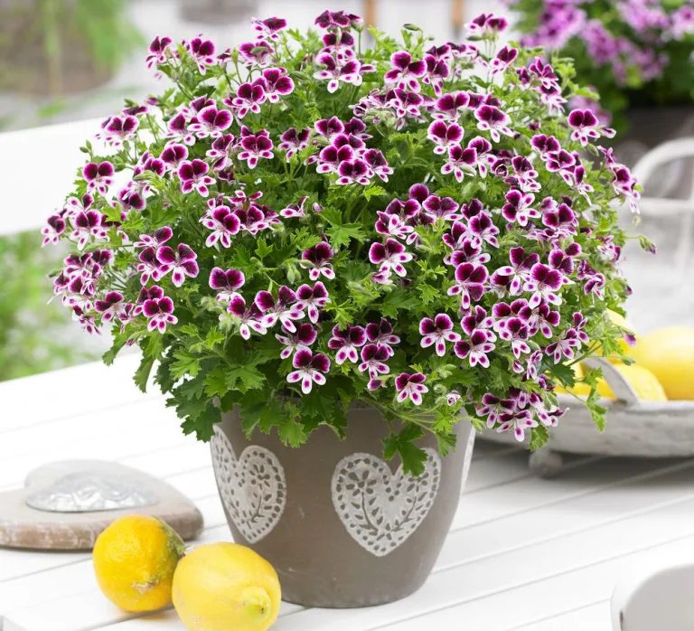 Pelargonium