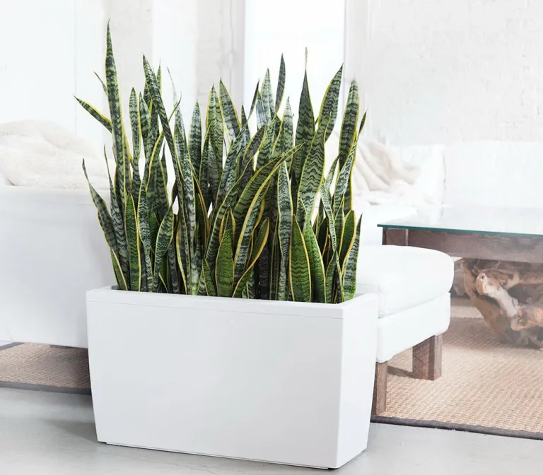Sansevieria