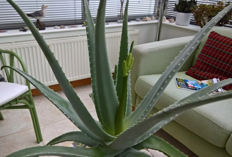 Aloe vera
