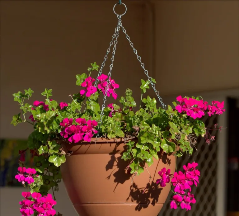 Pelargonium