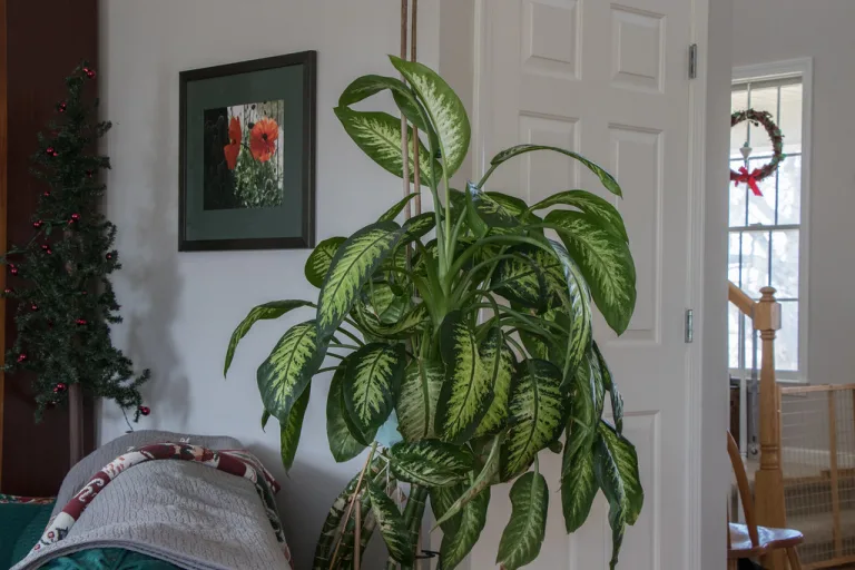 Dieffenbachia