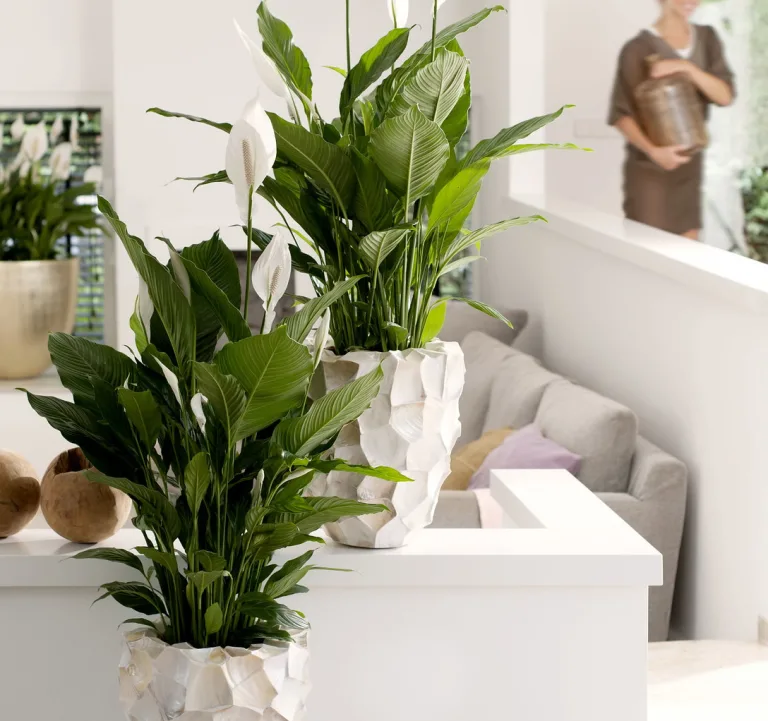 Spathiphyllum