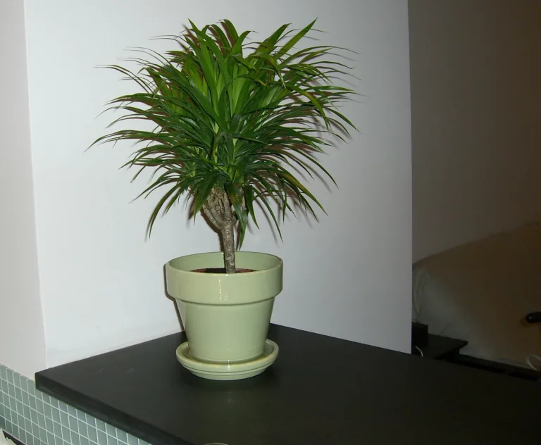 Dracaena