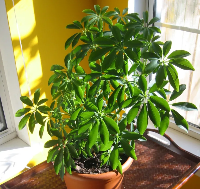 Schefflera