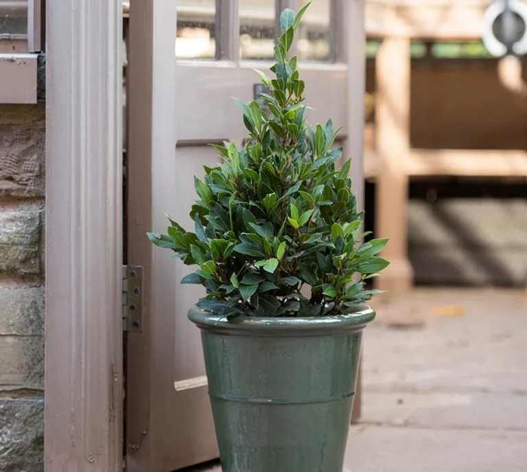 Laurus nobilis