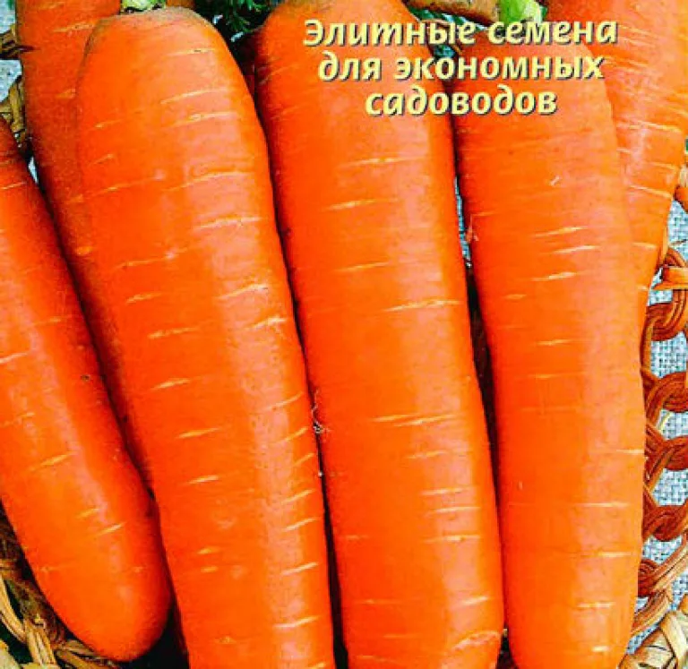 Сорт моркови ‘Намур F1’
