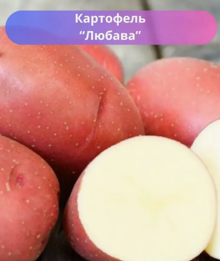 Лучшие сорта раннего картофеля