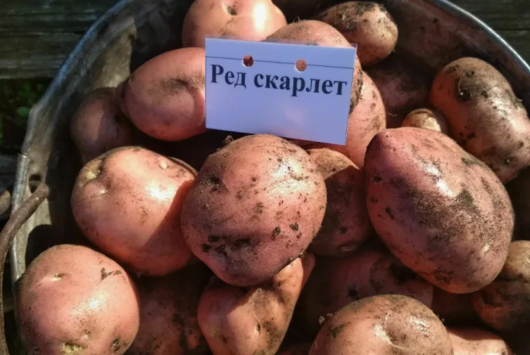 Лучшие сорта раннего картофеля