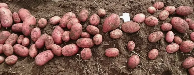 Лучшие сорта раннего картофеля
