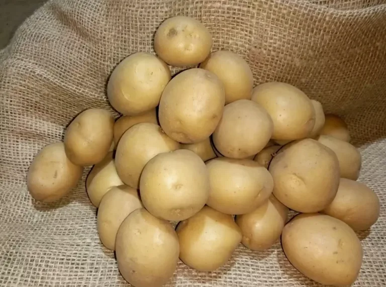 Лучшие сорта раннего картофеля