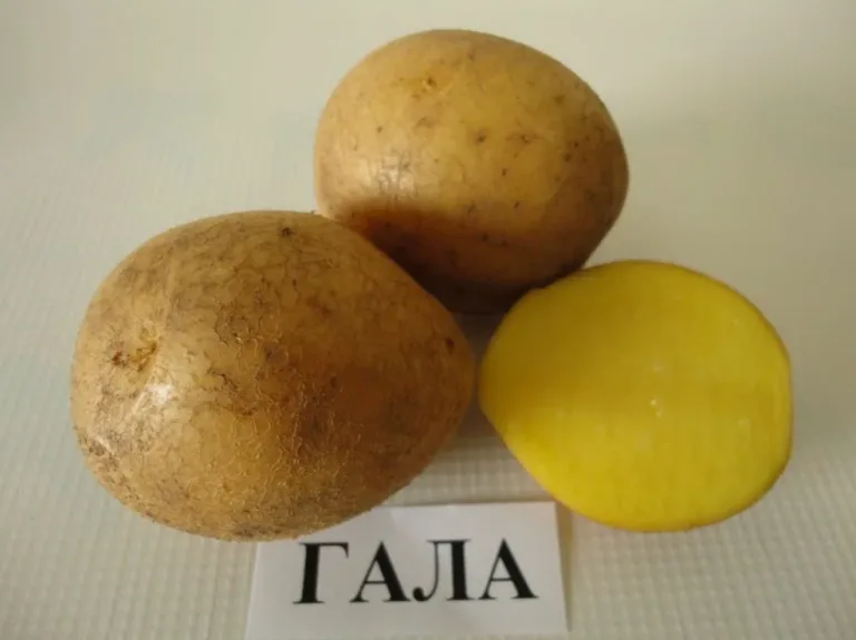 Лучшие сорта раннего картофеля