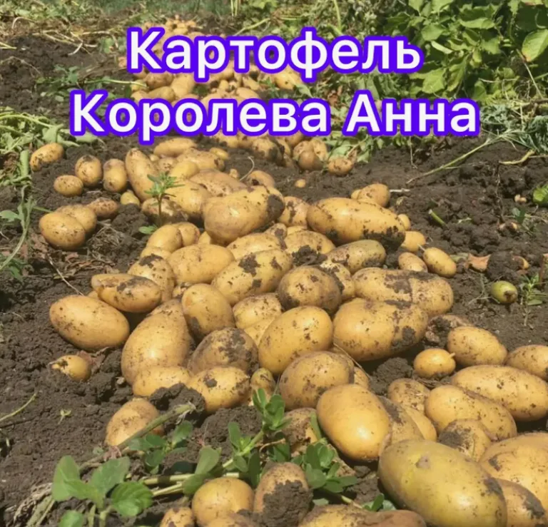 Лучшие сорта раннего картофеля