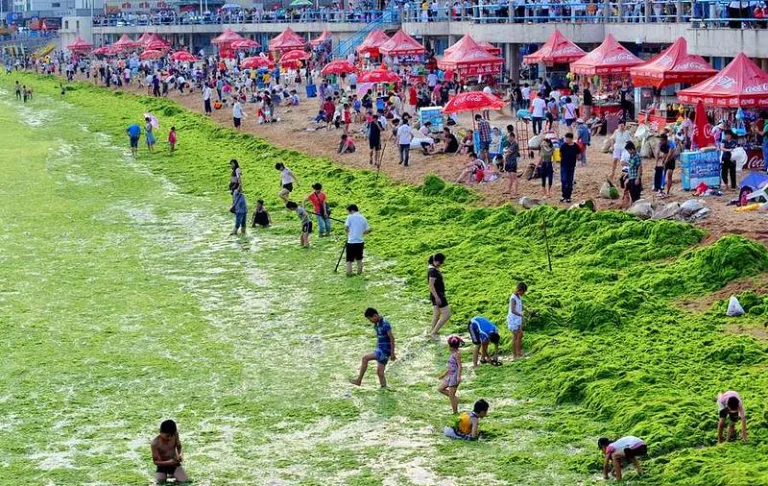 Морские водоросли могут стать поставщиком экологичной энергии