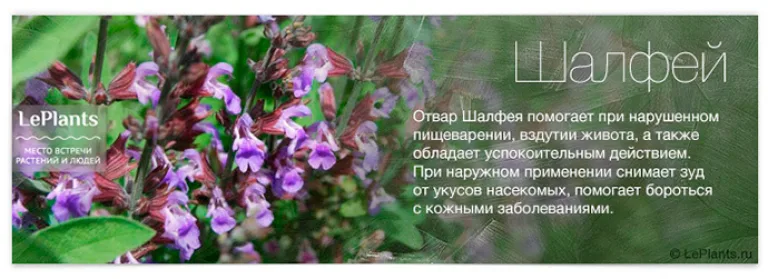 Топ-12 лекарственных растений, пригодных для домашнего выращивания