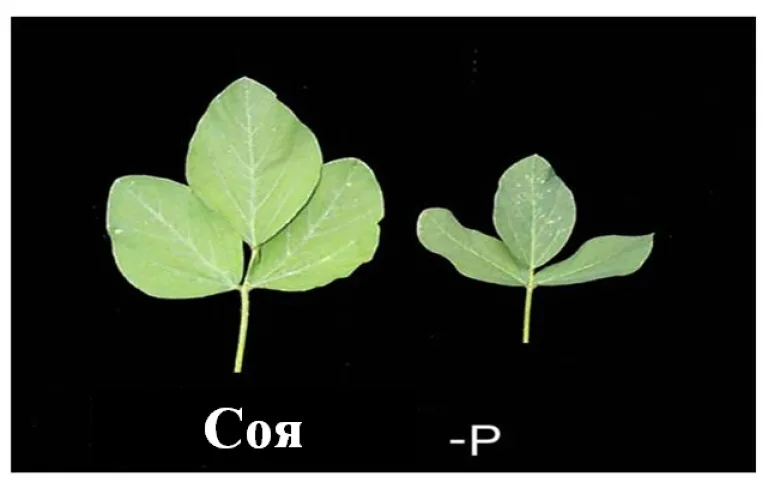 Фосфорные удобрения, часть 1: роль фосфора, как определить дефицит?
