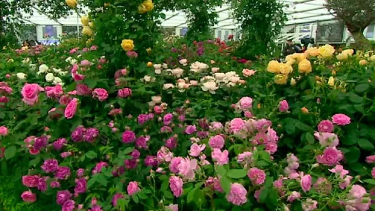 Выставка Chelsea Flower Show-2015 прошла с привычным размахом