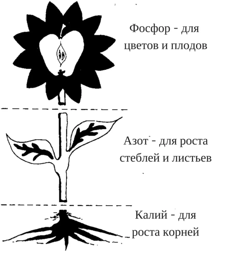 Азот (N): такой важный, такой нужный