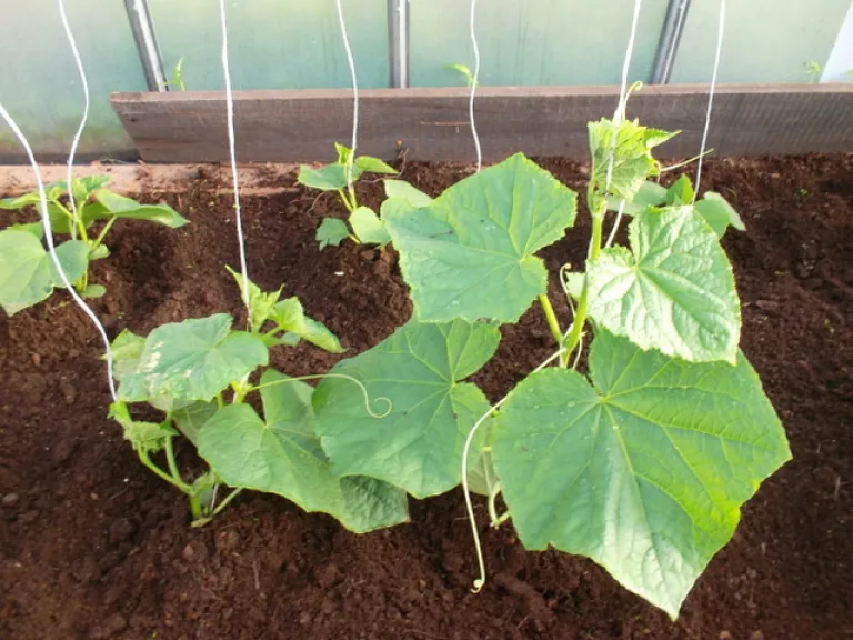 выращивание огурцов в теплице