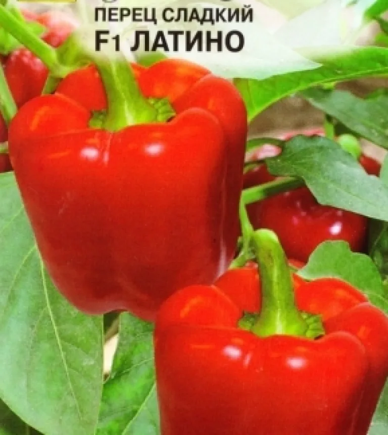 перец 'Латино'