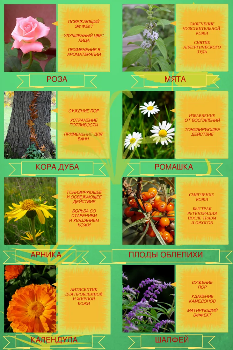 Какие растения помогают в уходе за кожей?