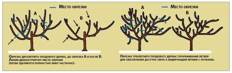 Обрезка плодовых деревьев. Весенняя обрезка яблонь