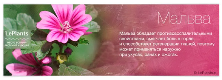 Топ-12 лекарственных растений, пригодных для домашнего выращивания