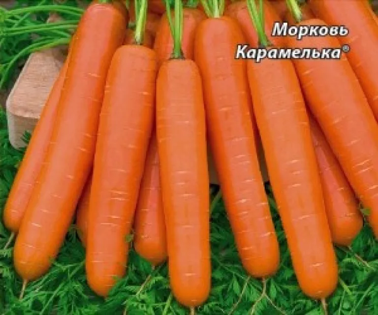 Сорт морковки  ’Карамелька’