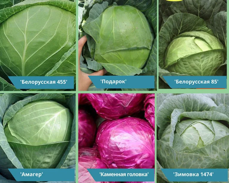 популярные зимние сорта капусты