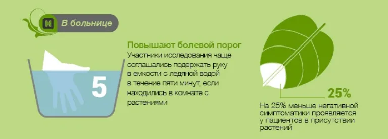 Самые выдающиеся полезные свойства растений в инфографике