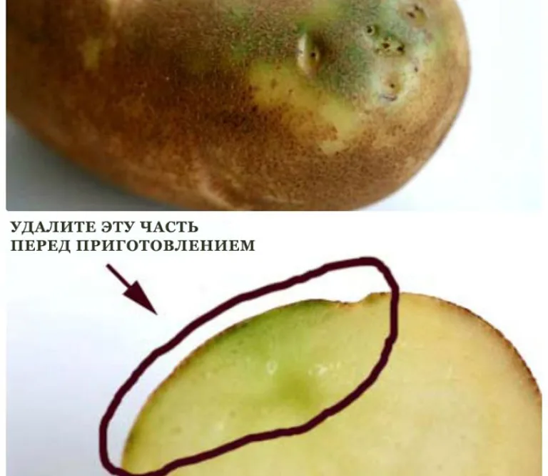 Как хранить картофель в домашних условиях