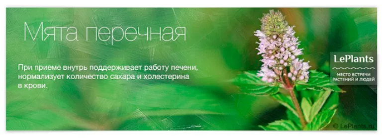 Топ-12 лекарственных растений, пригодных для домашнего выращивания