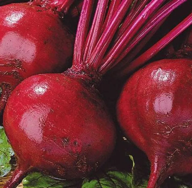свекла сорт 'Кросби'