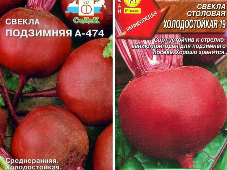 Выращиваем свеклу семенами в открытом грунте: варианты посадки зимой и весной