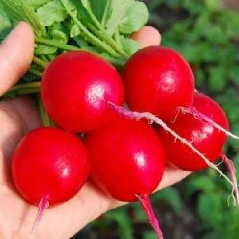 Самые популярные сорта редиса для Подмосковья (средней полосы), Урала и Сибири