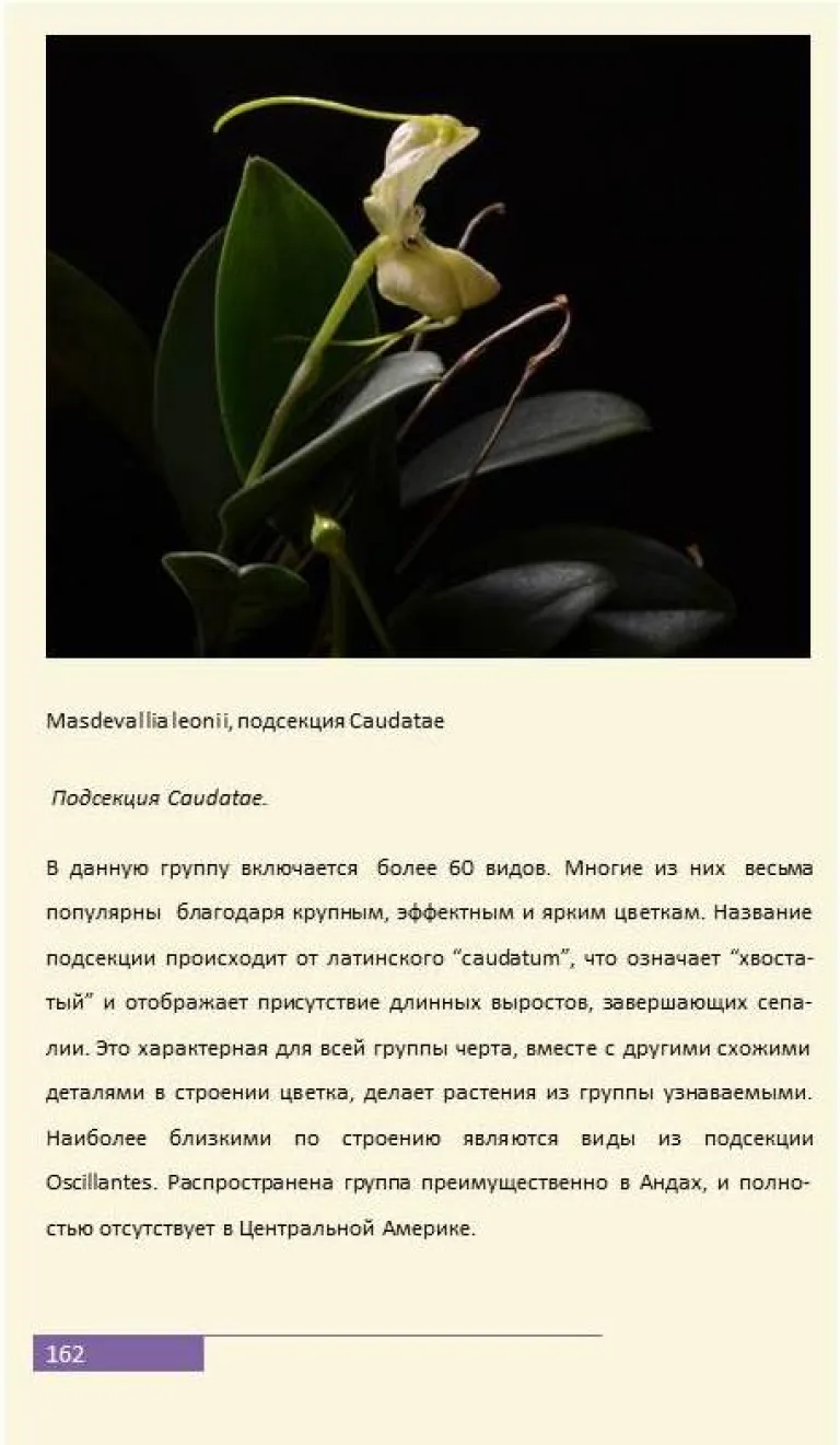 Поздравляем коллекционера редких орхидей Елизавету Новикову (Нуникян) с выпуском собственной "Книги о масдеваллии"
