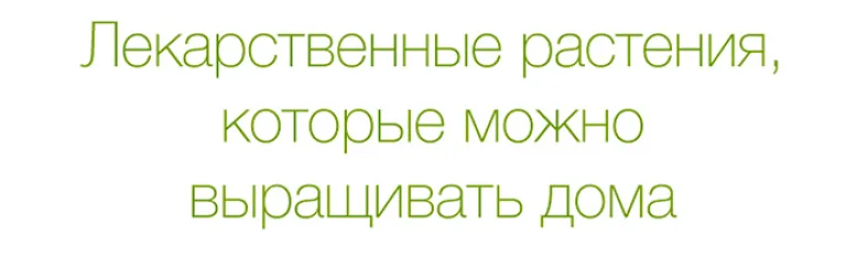 Топ-12 лекарственных растений, пригодных для домашнего выращивания