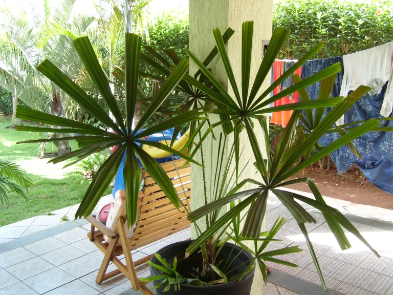 Licuala spinosa