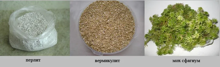 Секреты плановой пересадки узамбарских фиалок